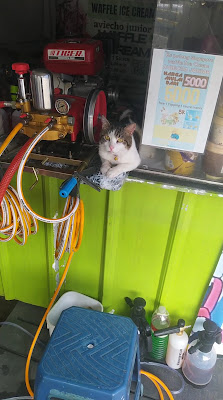 Cuci steam motor Ridho EMAK